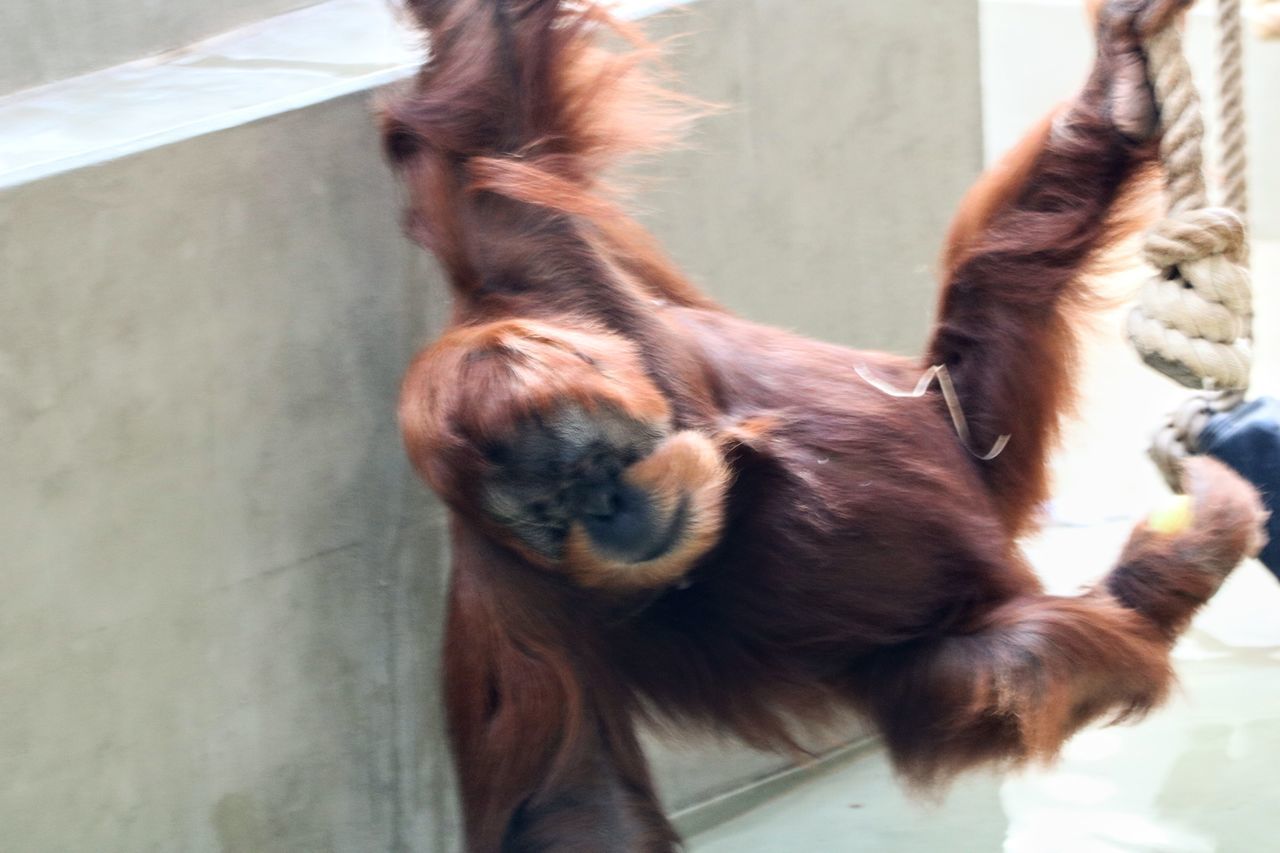 CLOSE-UP OF BROWN HORSE HANGING IN ZOO AT HOME