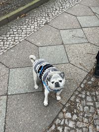 High angle view of dog on footpath
