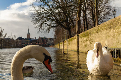 Swan floating on lake