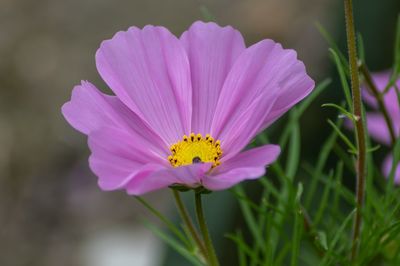 A close up of pink garden flower