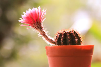 Close-up of pink flower on cactus