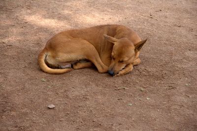 Dog sleeping on dirt field