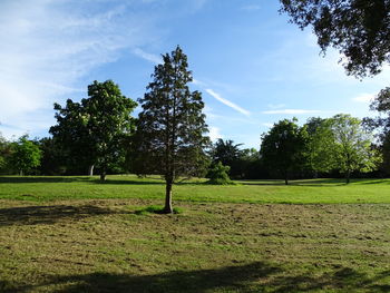 Trees in a public park - summer