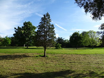Trees on field against sky