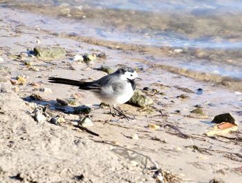 High angle view of seagull on beach