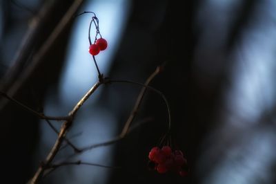 Close-up of red flower