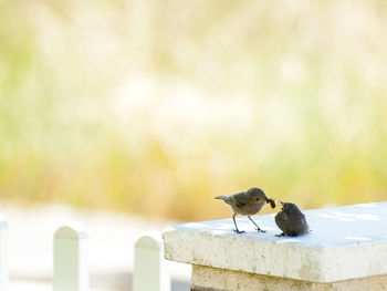 Close-up of bird perching on retaining wall