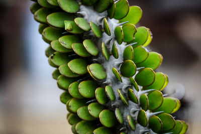 Close-up of fruits