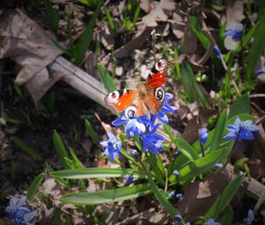 Close-up of butterfly on flowers