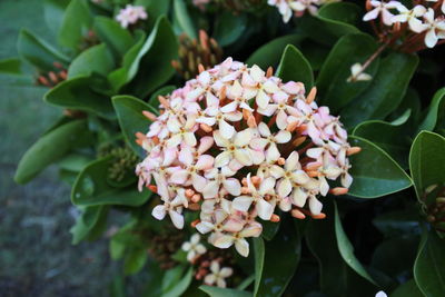 Close-up of flowering plant