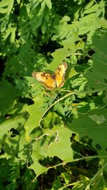 High angle view of butterfly on plant