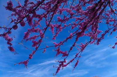 Low angle view of pink flowers on tree