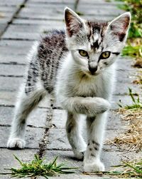 Close-up of kitten