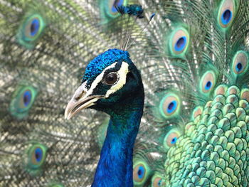 Close-up of peacock