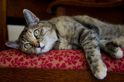 Close-up of a cat resting