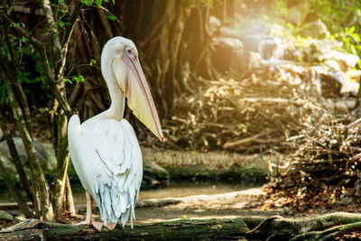 View of white bird on land