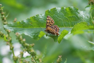 Butterfly on leaf