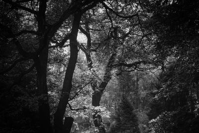 Low angle view of trees in forest