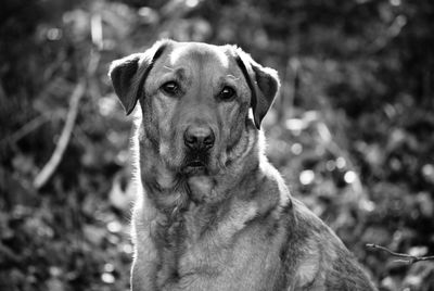 Close-up portrait of dog