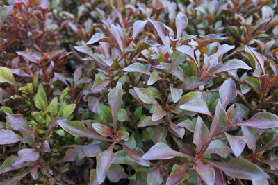 Full frame shot of leaves on plant in field