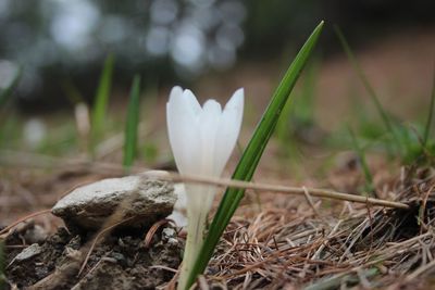 Close-up of white mushroom