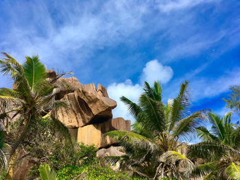 Palm trees against blue sky