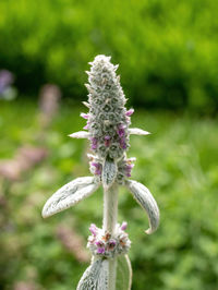 Close-up of purple flowering plant on field