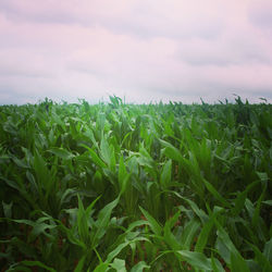 Crops growing on field against sky