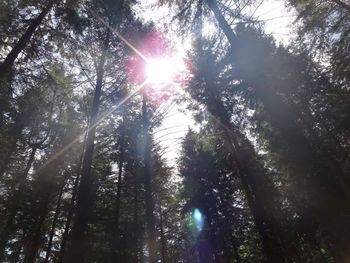 Low angle view of trees in forest