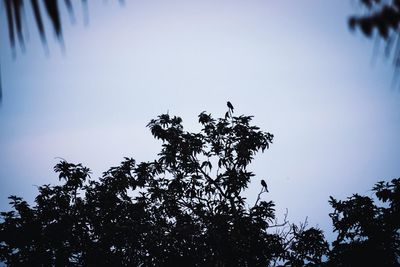 Low angle view of bird perching on tree against sky