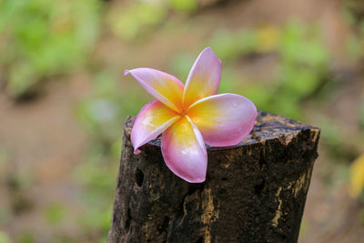 Close-up of frangipani on tree trunk