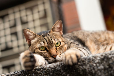 Close-up portrait of a cat resting