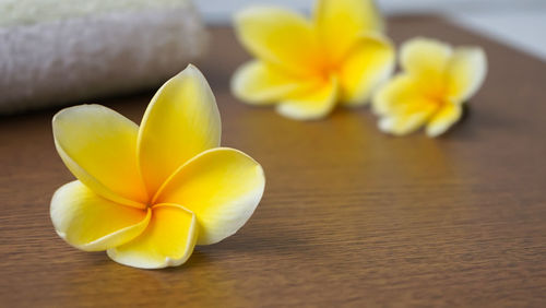 Close-up of yellow flowers on table