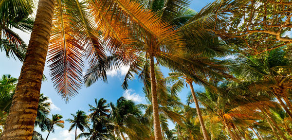 Low angle view of palm trees against sky