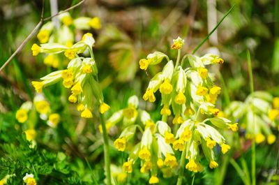 Close-up of yellow flowering plant on field