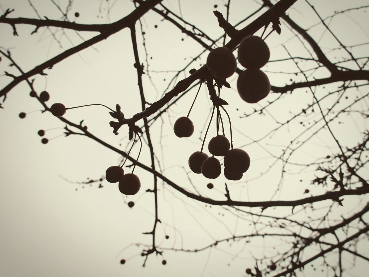 LOW ANGLE VIEW OF FRUITS GROWING ON TREE