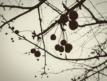 Low angle view of berries growing on tree against sky