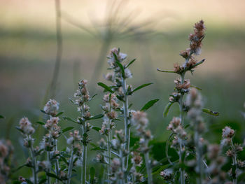 plant
