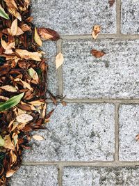 Low angle view of ivy