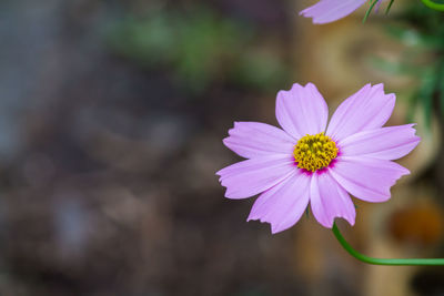 Close-up of pink flower
