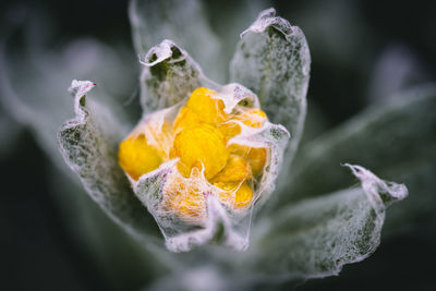 Close-up of yellow flowering plant