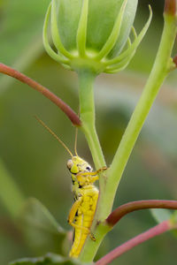 Close-up of insect on leaf