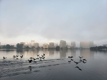 Flock of birds in lake against cityscape