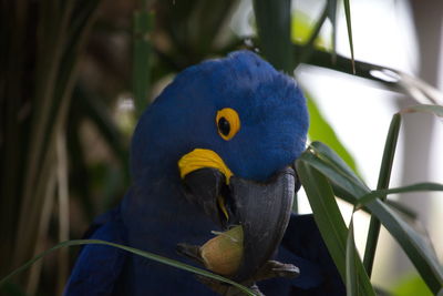 Closeup portrait of blue hyacinth macaw anodorhynchus hyacinthinus eating on fruit pantanal, brazil.