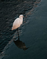 High angle view of bird in lake