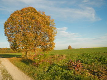 Scenic view of field against sky