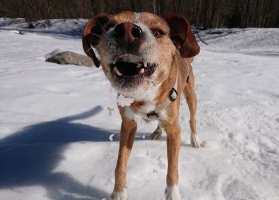 Dog on snow covered land