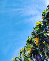 Low angle view of tree against blue sky