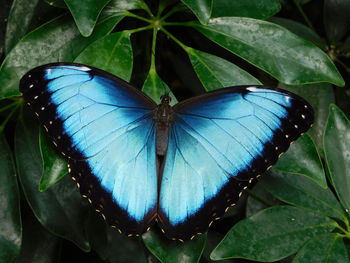 Close-up of butterfly on leaf