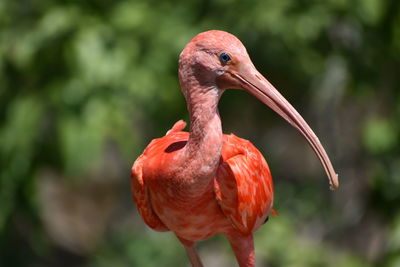 Close-up of red duck